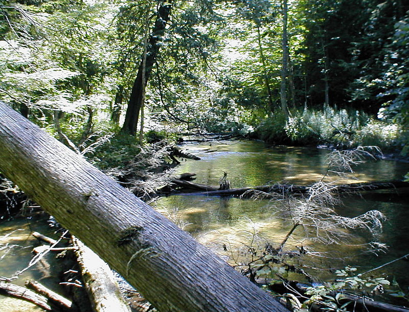 Michigan Forest